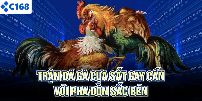Trận đá gà cựa sắt gay cấn với pha đòn sắc bén